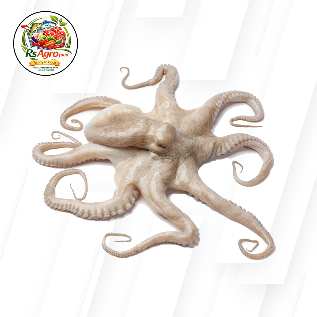 octopus 1