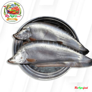 Chitol(চিতল) Processed