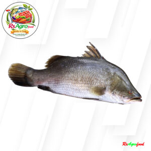 Koral Fish(কোরাল মাছ) Processed