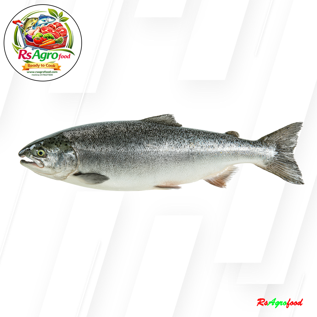 salmon fish 2